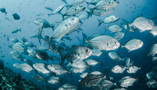 La pêche durable c’est bien plus de poissons dans les océans !