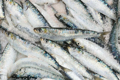 Saving Sardines, The Tiny Fish That Could Change Our Future | Soggy Science | Scoop.it