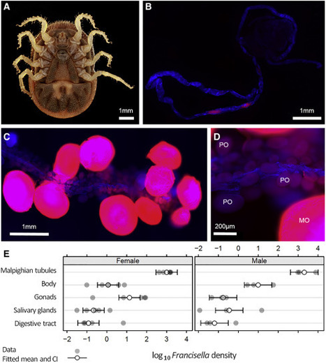 Les tiques et leurs bactéries : association de malfaiteurs (1/5) | EntomoNews | Scoop.it