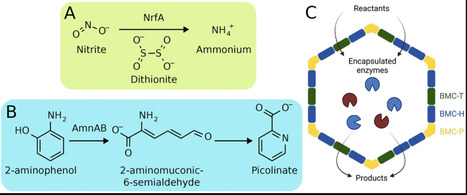 Quantifying selective metabolite transport for the bacterial microcompartment from Haliangium ochraceum with molecular dynamics simulations | rsc | RMH | Scoop.it