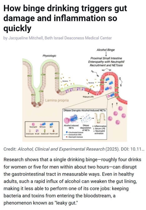 #bacteria #toxins #inflammation #alcohol #neutrophils #dna #microbes #gastroenterology #hepatology | Melvin Sanicas | Mucosal Immunity | Scoop.it