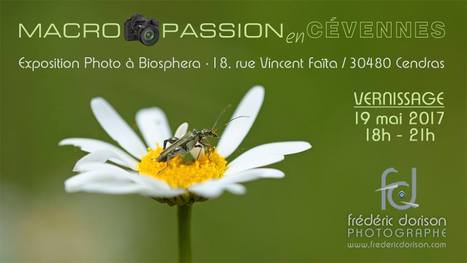 Exposition photos Macro-Passion en Cévennes | Variétés entomologiques | Scoop.it