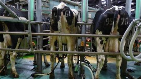 La Lme pourrait être durcie pour aider les éleveurs et transformateurs lait | Le Fil @gricole | Scoop.it