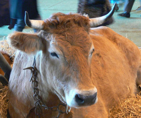 La vache nantaise à l'honneur d'une exposition d’étudiants en design | Les clefs du Van | Scoop.it