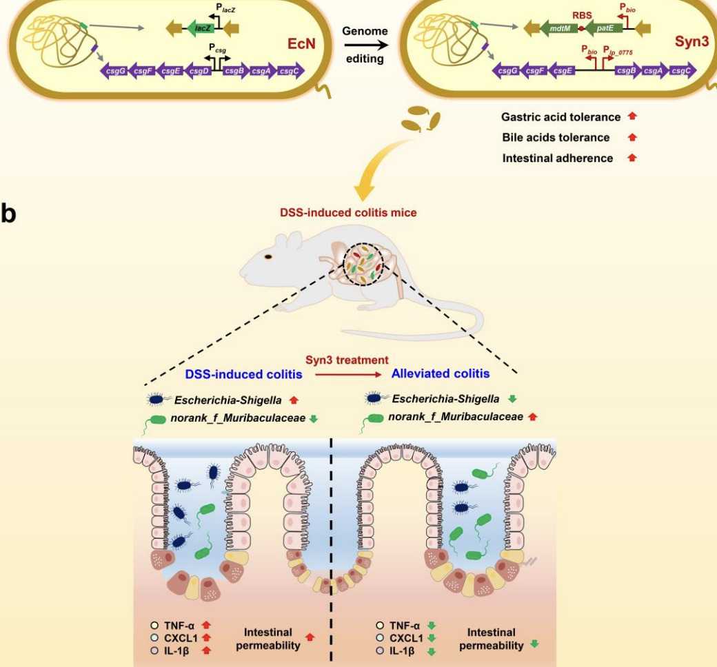 Construction of an engineered Escherichia coli ...