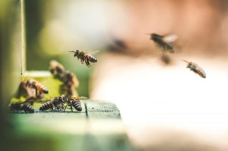 Frapna Savoie : "25/05, «Fête de l’abeille» au Parc du Verney à Chambéry | Ce monde à inventer ! | Scoop.it