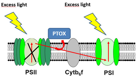 L'oxydase terminale plastidiale (PTOX) protège le photosystème I, mais pas le photosystème II, contre la photoinhibition chez Arabidopsis thaliana et Marchantia polymorpha | Life Sciences Université Paris-Saclay | Scoop.it