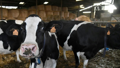 Parthenay: deux coopératives agricoles aidées dans leur transformation numérique | Actualité Bétail | Scoop.it