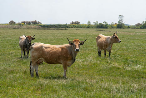 Les fermes d’élevage qui favorisent la biodiversité, une source d’inspiration | INRAE | SCIENCES DE L' ANIMAL | Scoop.it