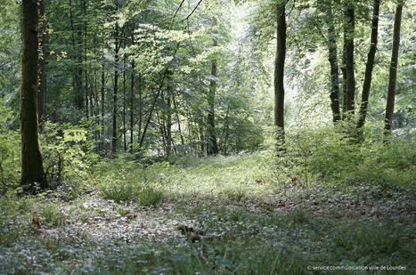 Lourdes s&eacute;lectionn&eacute;e par le WWF pour son projet forestier | Accueil | Scoop.it