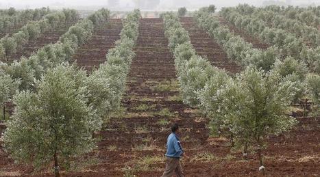 Bactérie tueuse d'oliviers. Des végétaux sains devront être abattus | Les Colocs du jardin | Scoop.it