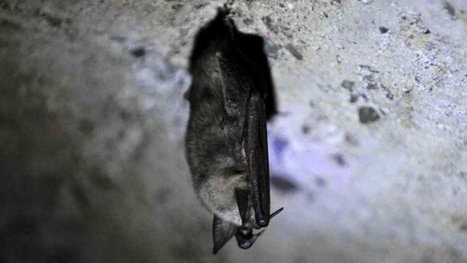 Le nombre de chauves-souris en baisse dans la r&eacute;gion &agrave; cause des pesticides - France 3 Centre-Val de Loire | Biodiversit&eacute; | Scoop.it