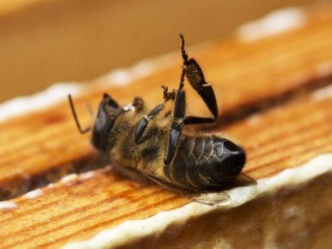 Une nouvelle étude confirme le rôle des pesticides dans la mortalité des abeilles | Toxique, soyons vigilant ! | Scoop.it