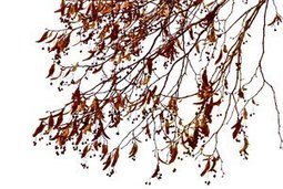 Rusty limes frozen in an arrested autumn, last 2016 Guardian Country Diary - Wenlock Edge by Paul Evans & photographs by Maria Nunzia @Varvera 2 | Nature Flash | Scoop.it