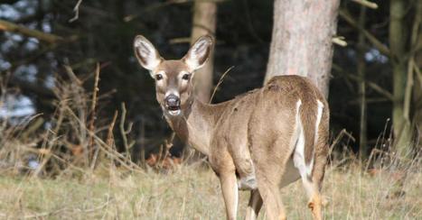 DNR Board OKs Large Conservation Easement In Sawyer County | Timberland Investment | Scoop.it