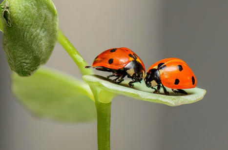 Les insectes possèdent-ils une conscience et ressentent-ils des sentiments ? | EntomoNews | Scoop.it