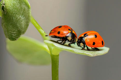 Les insectes poss&egrave;dent-ils une conscience et ressentent-ils des sentiments&thinsp;? | EntomoNews | Scoop.it
