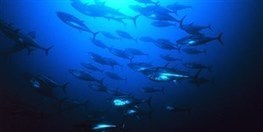 Experienced fish may be critical for keeping migrating populations on track, a study finds. | Coastal Restoration | Scoop.it