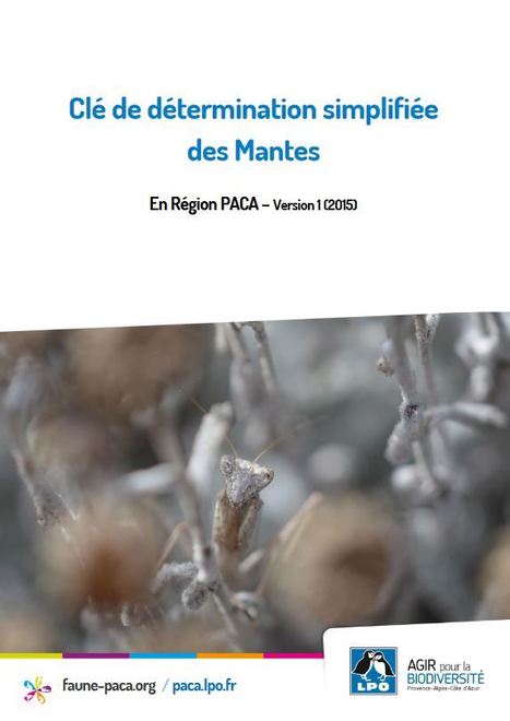 Clé de détermination simplifiée des Mantes | Insect Archive | Scoop.it