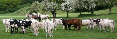 Quand bovins et &eacute;quins cohabitent sur le m&ecirc;me p&acirc;turage | Actualit&eacute;s de l'&eacute;levage | Scoop.it