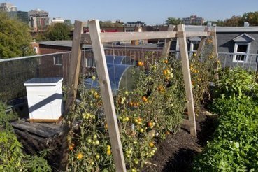 Montréal aura son comité permanent sur l'agriculture urbaine | Questions de développement ... | Scoop.it