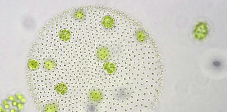 Inside the world of tiny phytoplankton – microscopic algae that provide most of our oxygen | HALIEUTIQUE MER ET LITTORAL | Scoop.it