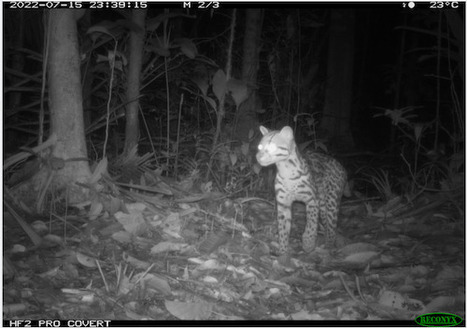 Research using AI to track Amazon rainforest species produces landmark results | RAINFOREST EXPLORER | Scoop.it