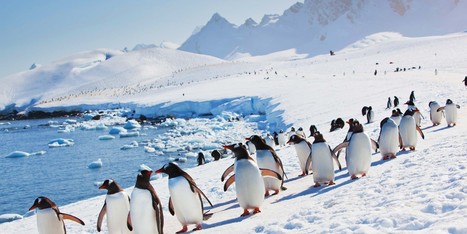 7 penguin species you might see in Antarctica | Hurtigruten UK | Antarctica | Scoop.it