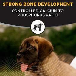 pedigree pro large breed puppy