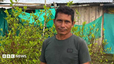This farmer wanted to quit the cocaine industry - he couldn't | Microeconomics: IB Economics | Scoop.it