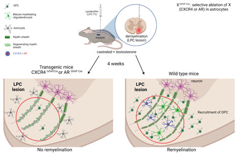 Coopération entre les androgènes et les chimiokines dans la réparation de la myéline | Life Sciences Université Paris-Saclay | Scoop.it