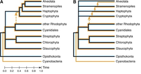 Mol Biol Evolution: Phylogenomic Evidence for Separate Acquisition of Plastids in Cryptophytes, Haptophytes, and Stramenopiles | Plant Pathogenomics | Scoop.it