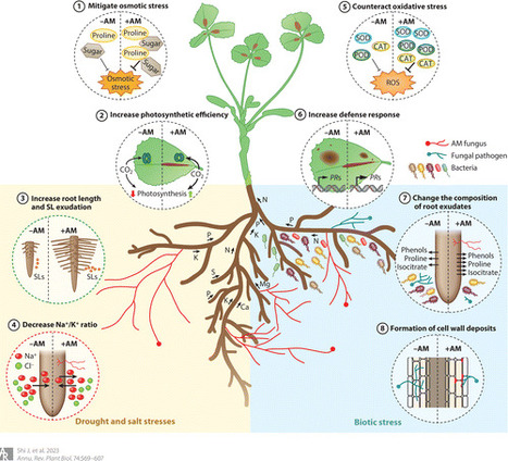 Plant evolution driven by interactions with symbiotic and pathogenic  microbes