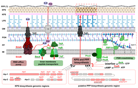 Dual-uptake mode of the antibiotic phazolicin by Gram-negative bacteria prevents resistance acquisition | I2BC Paris-Saclay | Scoop.it
