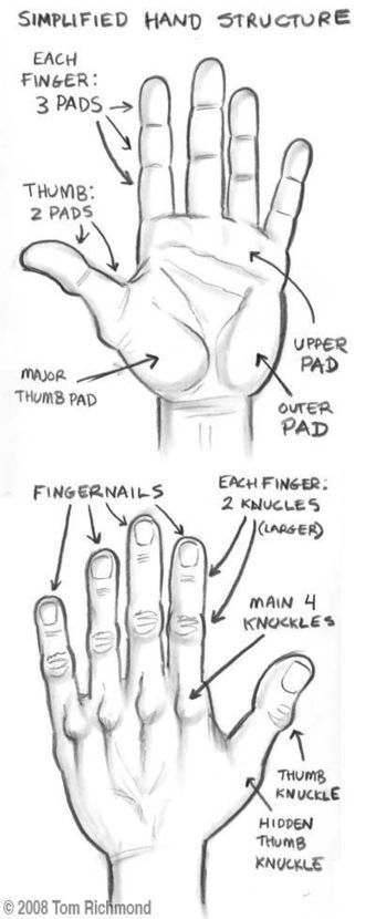 Simplified Hand Structure Drawing Reference | Drawing References and Resources | Scoop.it