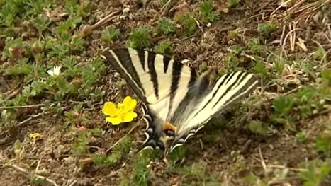 [Vidéo] Papillons d'Auvergne | Variétés entomologiques | Scoop.it