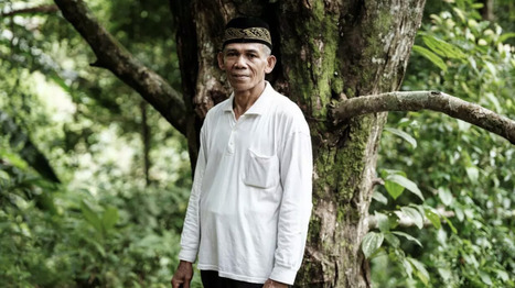 DURABILITES: En Indonesie, le clou de girofle aussi victime du changement climatique | DURABILITES | Scoop.it