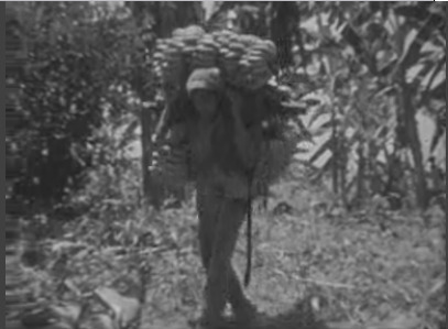 1930's Banana Cultivation Video | Cayo Scoop!  The Ecology of Cayo Culture | Scoop.it