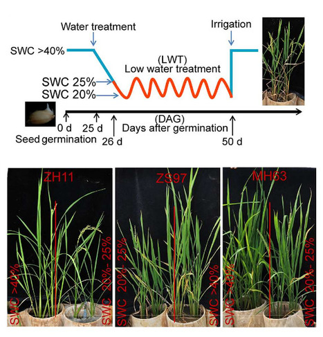 Integrative Regulation Of Drought Escape Through ABA Dependent And Independent Pathways In Rice | Plant & environmental stress | Scoop.it