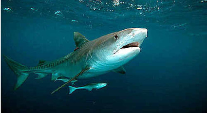 Driving to beach a bigger risk than sharks, says expert | Soggy Science | Scoop.it