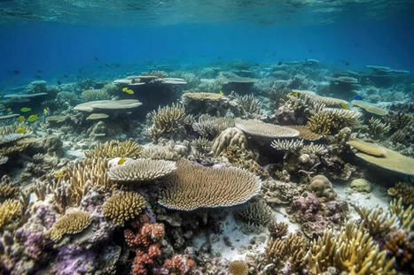 Blanchissement du corail : la moitié de la surface de l’océan est classée en niveau d'alerte 5/5 ! | Biodiversité - @ZEHUB on Twitter | Scoop.it