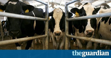 La Californie veut limiter les GES émis par les éructations et pets de ses 5,5 millions de vaches | Lait de Normandie... et d'ailleurs | Scoop.it