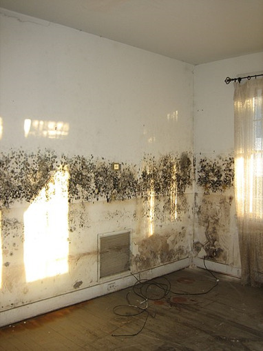 Report unpicks nation's mould problem | In the news: data in the UK Data Service collection across the web | Scoop.it