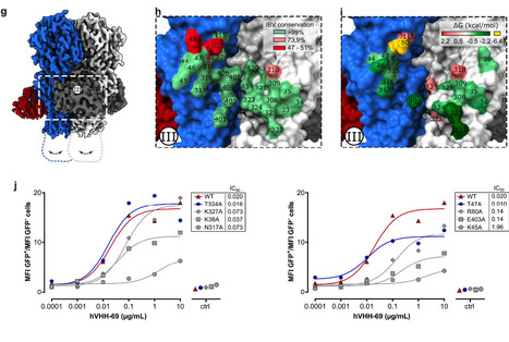 Single-Domain Antibodies Directed Against Hemagglutinin and Neuraminidase Protect Against Influenza B Viruses | Virus World | Scoop.it