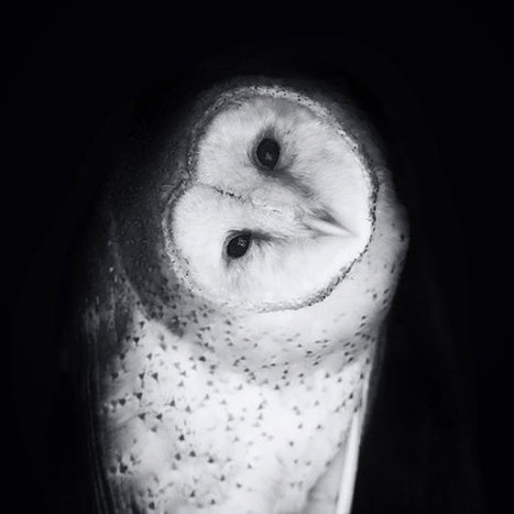 Beautifully Black and White – Animal Photography by Stephanie McDowell | Photo-reportage | Scoop.it