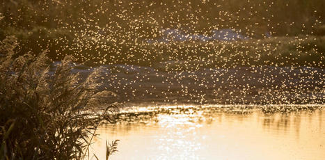 Comment ont fait les moustiques pour envahir toute la planète ? | Biodiversité - @ZEHUB on Twitter | Scoop.it