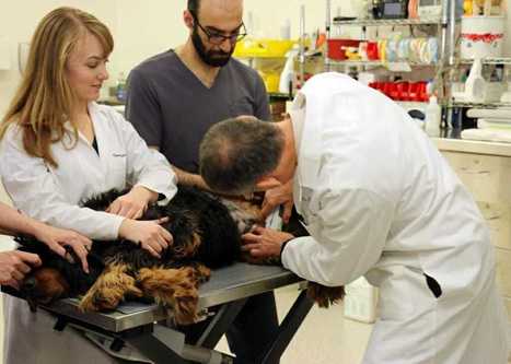 Clinical trial begins to test universal vaccine against canine cancer | Comparative Oncology | Scoop.it