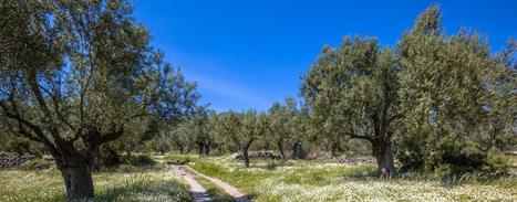 Organic Olive Cultivation Increasing Worldwide | OLIVE NEWS | Scoop.it