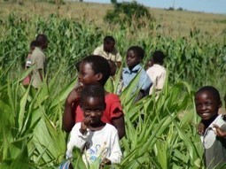Traditional Food Crops Provide Community Resilience in Face of Climate Change | Climate Change & DRR in East Africa | Scoop.it