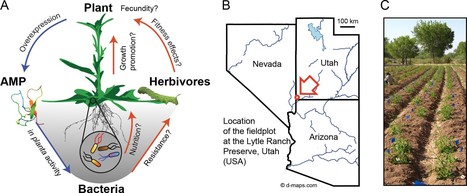 Antimicrobial peptide expression in a wild tobacco plant reveals the limits of host-microbe-manipulations in the field | RMH | Scoop.it